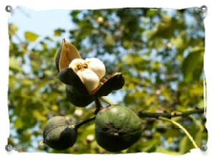 Tungfrucht - Tungfruit Tungfrucht - Tungfruit