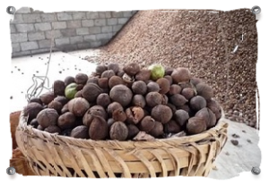 Holzölnüsse / Tungoilnuts