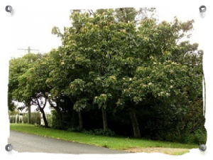 Tungbaum - Tungtree Tungbaum - Tungtree